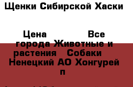 Щенки Сибирской Хаски › Цена ­ 20 000 - Все города Животные и растения » Собаки   . Ненецкий АО,Хонгурей п.